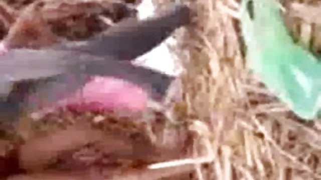 गर्म अश्लील कोई पंजीकरण  बड़ा लंड हिजड़ा हिंदी मूवी सेक्सी हिलाना