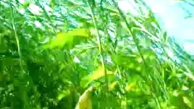 गर्म अश्लील कोई पंजीकरण  माइया बेकार सेक्सी मूवी हिंदी सेक्सी मूवी है